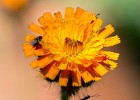 Habichtskraut mit einigen Insekten